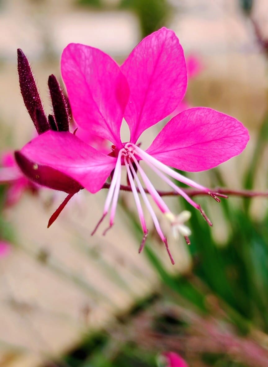 Flores rosas en primer plano dentro del jardín sensorial de la residencia de personas mayores Sol i Natura en Pallejà