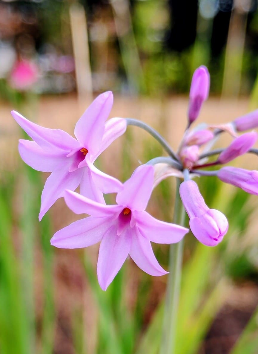 Flores rosadas en primer plano dentro del jardín sensorial de la residencia de ancianos Sol i Natura en Pallejà