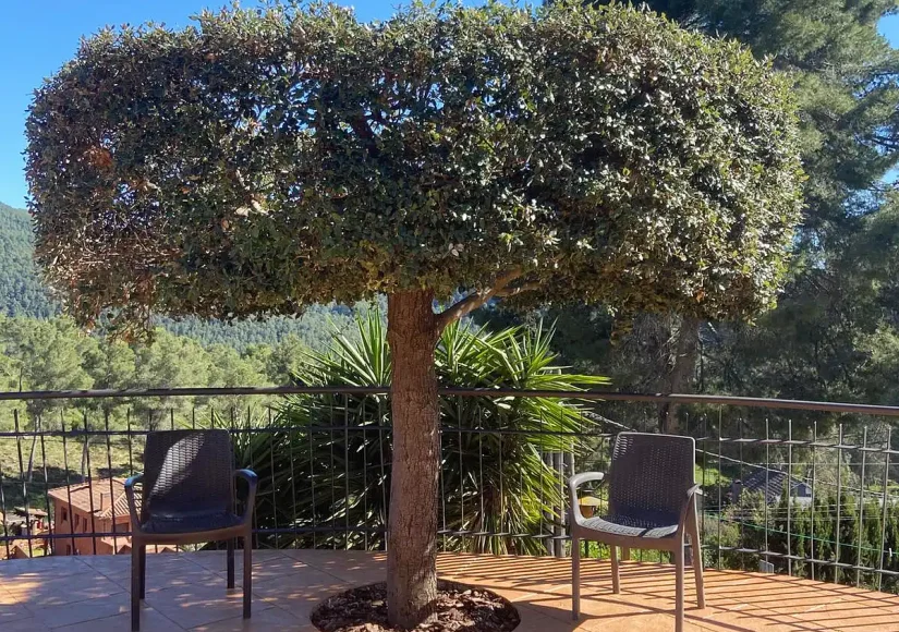 Terraza ajardinada con árbol ornamental y vistas a la montaña en la residencia Sol i Natura