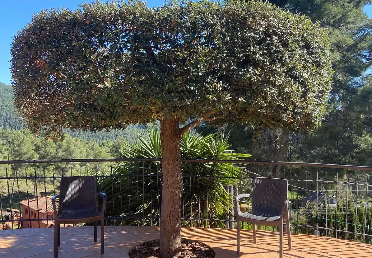Terraza ajardinada con árbol ornamental y vistas a la montaña en la residencia Sol i Natura